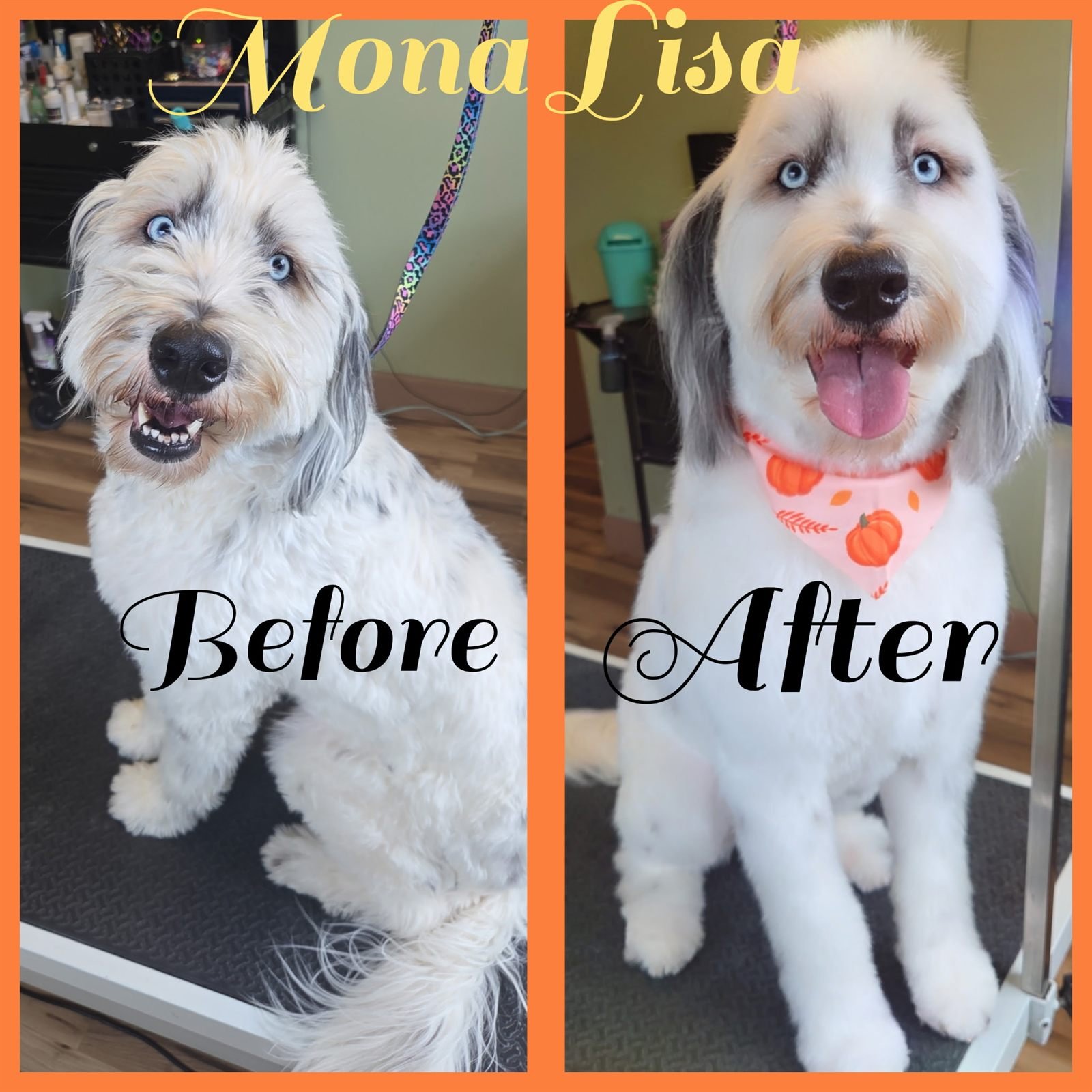Before and after groom by Becca — Mona Lisa