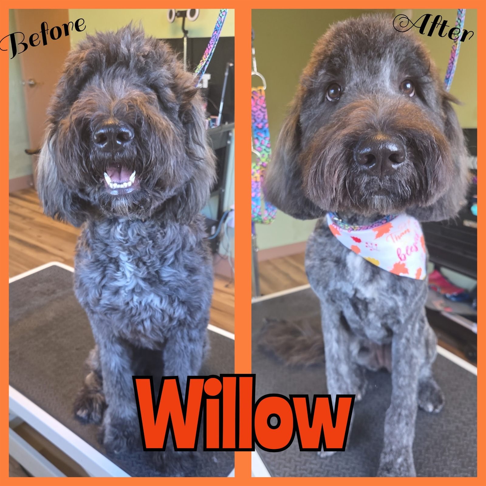 Before and after groom by Becca — Willow