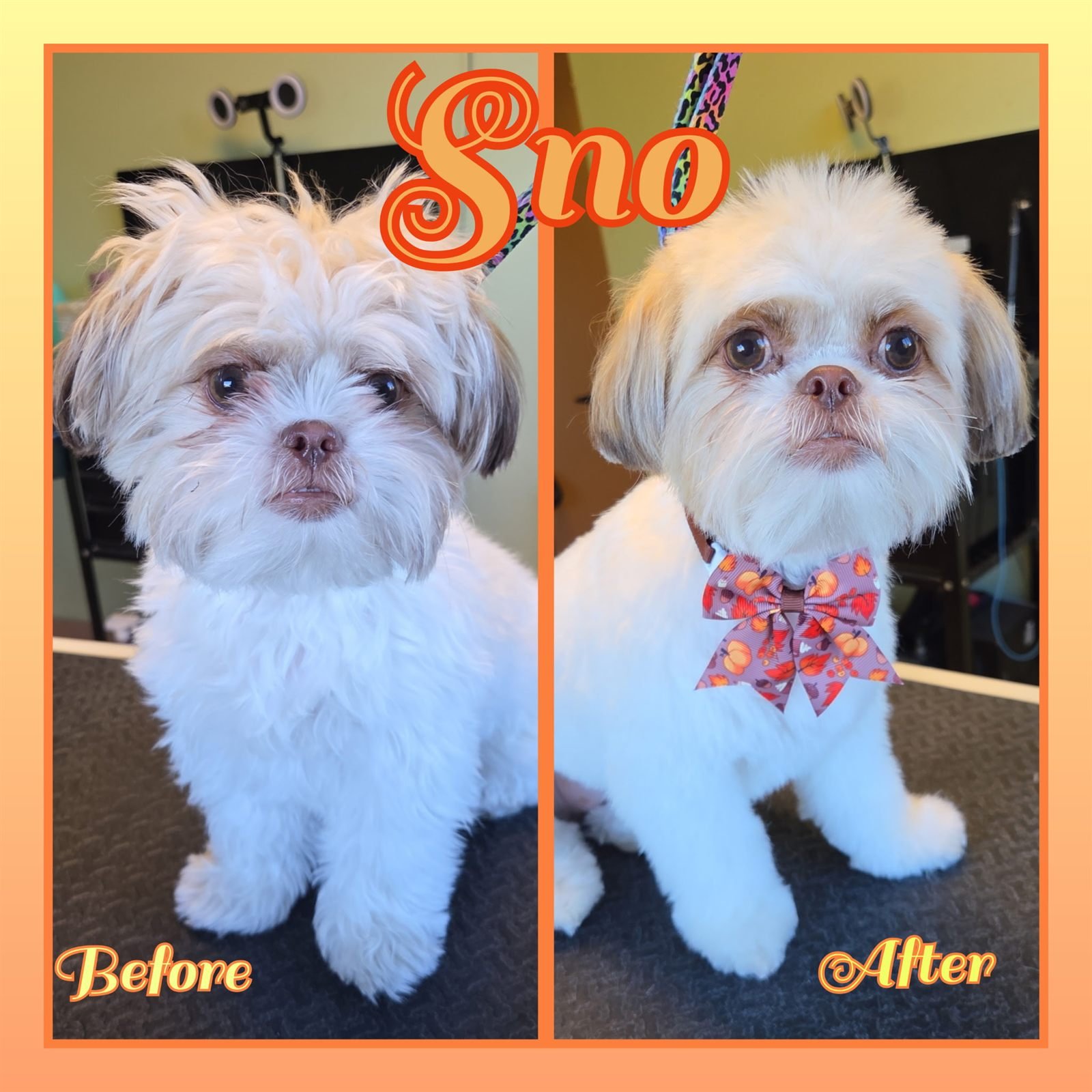 Before and after groom by Becca — Sno